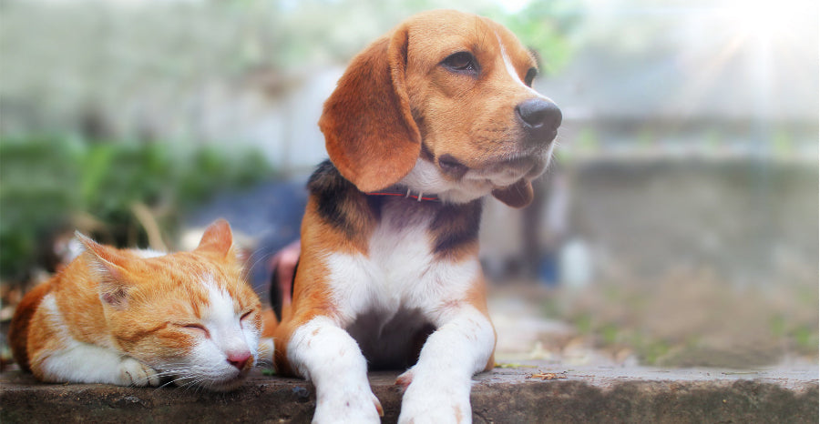 Gelenktabletten für Hunde & Kleintiere - PETPEARL Vitalstoffe für Tiere