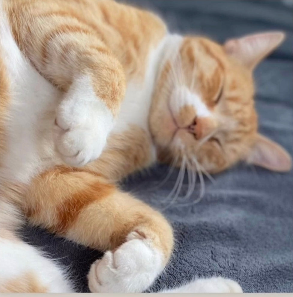 PETPEARL CLASSIC die bewährte Gelenkversorgung 120 g für kleinere Tiere