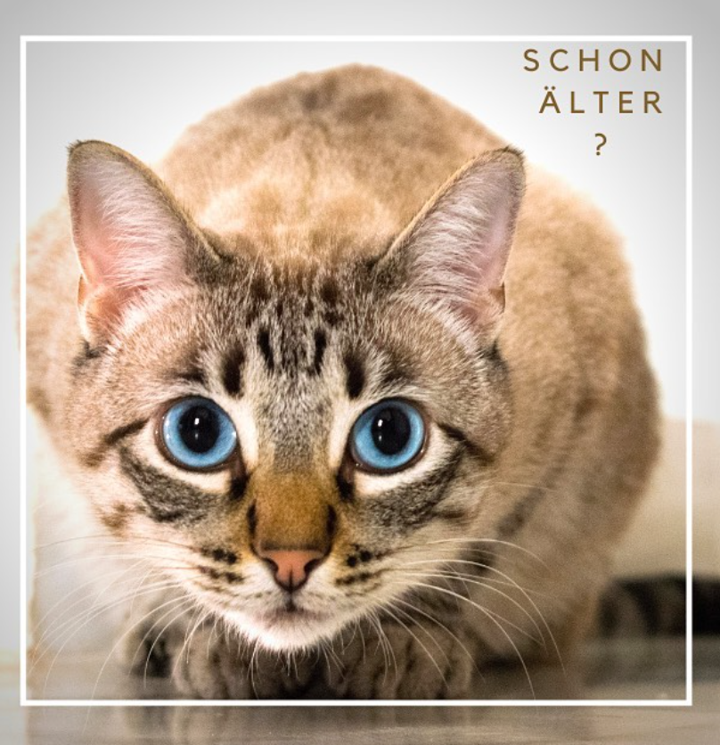 Gelenkpulver für Hunde & Kleintiere - PETPEARL Vitalstoffe für Tiere 300 g